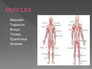  Masseter
 Trapezius
 Biceps
 Triceps
 Quadriceps
 Gluteals
 