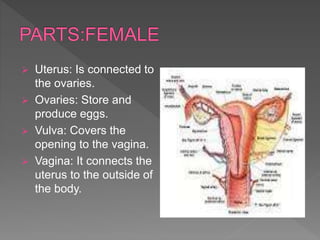  Uterus: Is connected to
the ovaries.
 Ovaries: Store and
produce eggs.
 Vulva: Covers the
opening to the vagina.
 Vagina: It connects the
uterus to the outside of
the body.
 