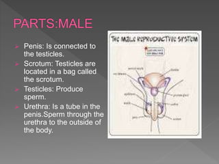  Penis: Is connected to
the testicles.
 Scrotum: Testicles are
located in a bag called
the scrotum.
 Testicles: Produce
sperm.
 Urethra: Is a tube in the
penis.Sperm through the
urethra to the outside of
the body.
 