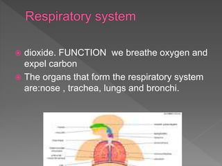 dioxide. FUNCTION we breathe oxygen and
expel carbon
 The organs that form the respiratory system
are:nose , trachea, lungs and bronchi.
 