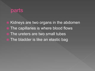  Kidneys are two organs in the abdomen
 The capillaries is where blood flows
 The ureters are two small tubes
 The bladder is like an elastic bag
 