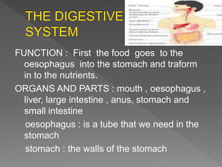 FUNCTION : First the food goes to the
oesophagus into the stomach and traform
in to the nutrients.
ORGANS AND PARTS : mouth , oesophagus ,
liver, large intestine , anus, stomach and
small intestine
oesophagus : is a tube that we need in the
stomach
stomach : the walls of the stomach
 