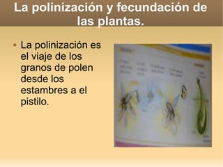 La polinización y fecundación de
las plantas.
La polinización es
el viaje de los
granos de polen
desde los
estambres a el
pistilo.