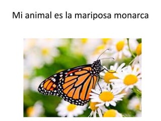 Mi animal es la mariposa monarca
 