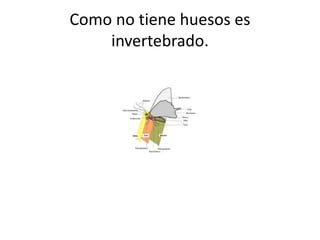 Como no tiene huesos es
invertebrado.
 