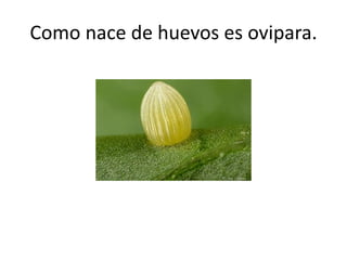 Como nace de huevos es ovipara.
 