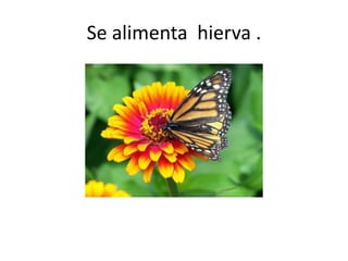 Se alimenta hierva .
 