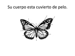 Su cuerpo esta cuvierto de pelo.
 