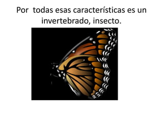 Por todas esas características es un
invertebrado, insecto.
 