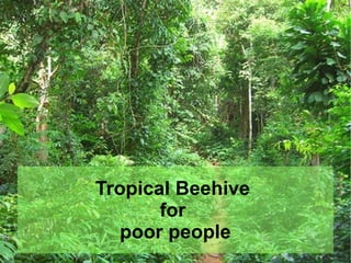 Tropical Beehive
for
poor people
 