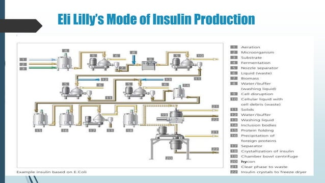 Insulin Making Process – The making of insulin in health and disease ...