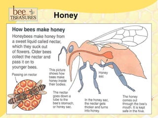 Honey
 