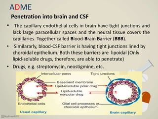 ADME
Penetration into brain and CSF
• The capillary endothelial cells in brain have tight junctions and
lack large paracellular spaces and the neural tissue covers the
capillaries. Together called Blood-Brain Barrier (BBB).
• Similararly, blood-CSF barrier is having tight junctions lined by
choroidal epithelium. Both these barriers are lipoidal (Only
lipid-soluble drugs, therefore, are able to penetrate)
• Drugs, e.g. streptomycin, neostigmine, etc.
 