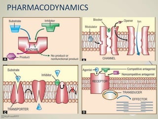 PHARMACODYNAMICS
 