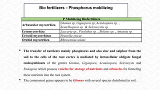 Bio fertilizers – Phosphorus mobilizing
 The transfer of nutrients mainly phosphorus and also zinc and sulphur from the
soil to the cells of the root cortex is mediated by intracellular obligate fungal
endosymbionts of the genera Glomus, Gigaspora, Acaulospora, Sclerocysts and
Endogone which possess vesicles for storage of nutrients and arbuscles for funneling
these nutrients into the root system.
 The commonest genus appears to be Glomus with several species distributed in soil.
P Mobilizing Biofertilizers
Arbuscular mycorrhiza
Glomus sp.,Gigaspora sp.,Acaulospora sp. ,
Scutellospora sp. & Sclerocystis sp.
Ectomycorrhiza Laccaria sp., Pisolithus sp. , Boletus sp. , Amanita sp.
Ericoid mycorrhizae Pezizella ericae
Orchid mycorrhiza Rhizoctonia solani
 