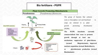 Bio fertilizers - PGPR
 The group of bacteria that colonize
roots or rhizosphere soil and beneficial to
crops are referred to as plant
growth promoting rhizobacteria
(PGPR).
 The PGPR inoculants currently
commercialized that seem to promote
growth through at least one
mechanism; suppression of plant disease
(termed Bioprotectants), improved
nutrient acquisition (termed Biofertilizers),
or phytohormone production (termed
Biostimulants)
Plant Growth Promoting Rhizobacteria
Pseudomonas Pseudomonas fluorescens
 