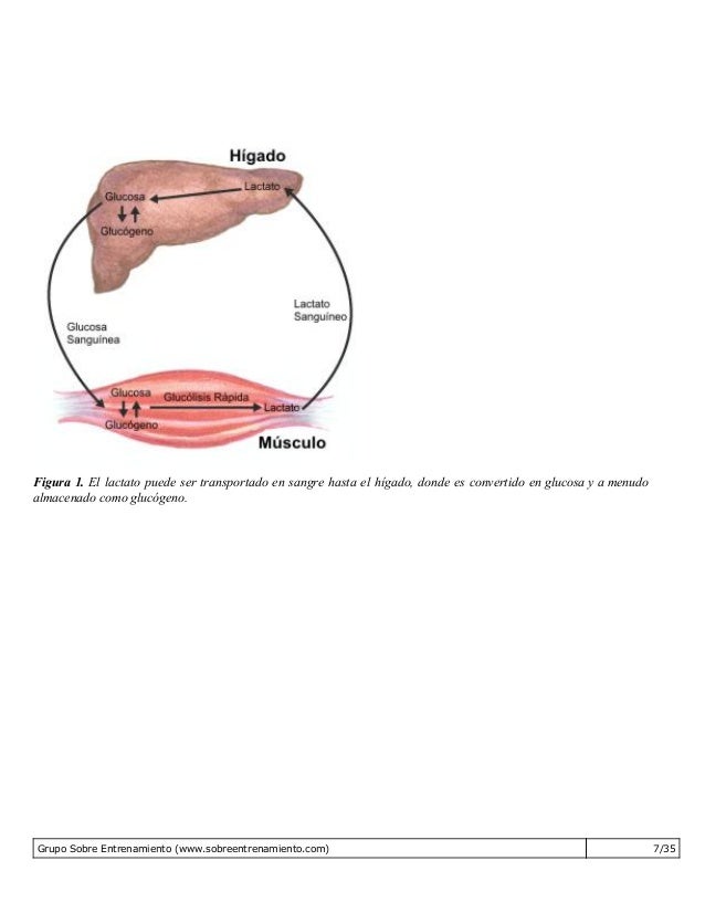 Aprender cómo calcular tu metabolismo basal