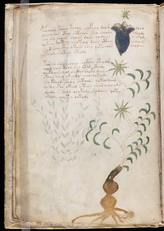 Manuscrito voynich