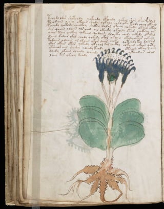 Manuscrito voynich