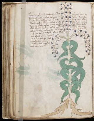Manuscrito voynich