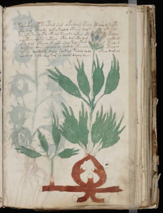 Manuscrito voynich