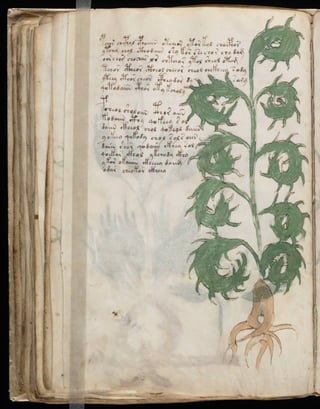 Manuscrito voynich