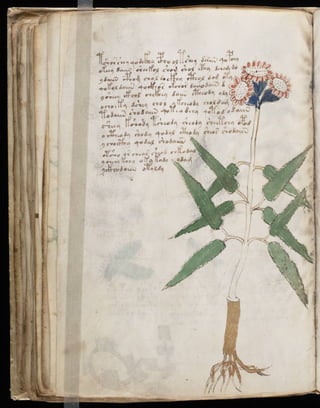 Manuscrito voynich