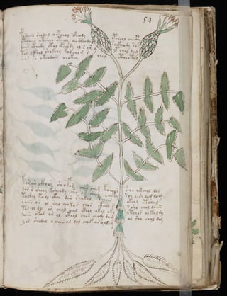 Manuscrito voynich