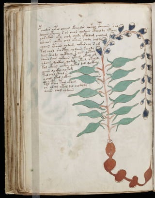 Manuscrito voynich