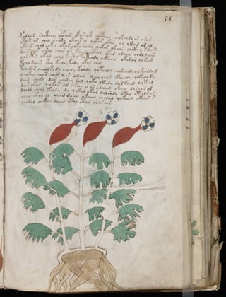 Manuscrito voynich