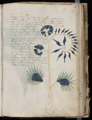 Manuscrito voynich
