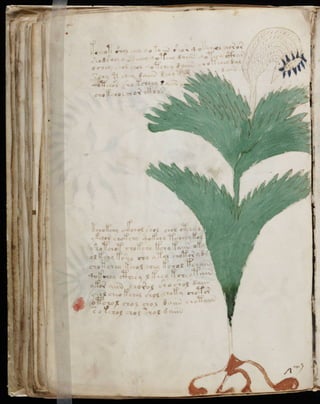 Manuscrito voynich