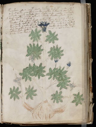 Manuscrito voynich
