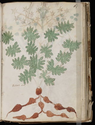 Manuscrito voynich