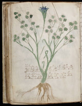 Manuscrito voynich