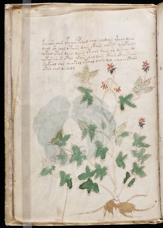 Manuscrito voynich