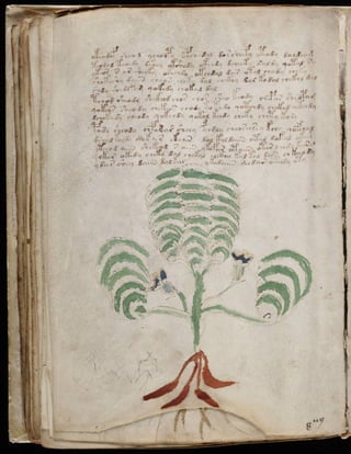 Manuscrito voynich