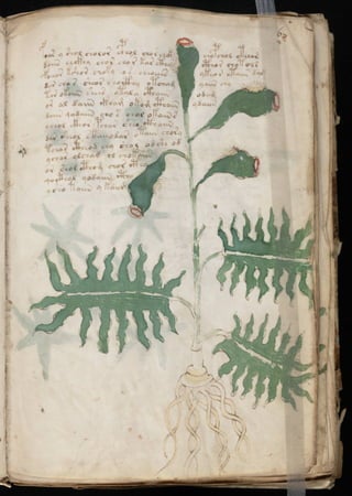 Manuscrito voynich