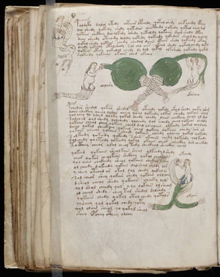 Manuscrito voynich