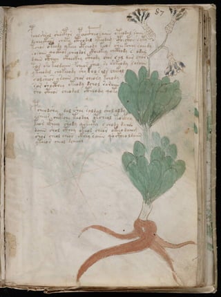Manuscrito voynich