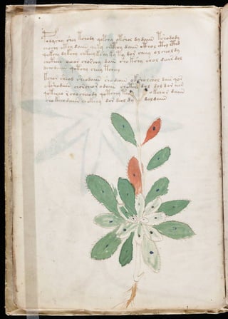 Manuscrito voynich