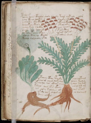 Manuscrito voynich