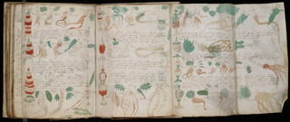 Manuscrito voynich