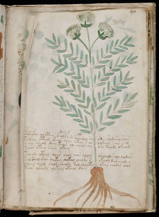 Manuscrito voynich
