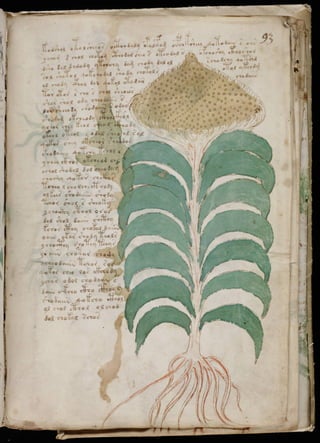 Manuscrito voynich
