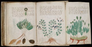 Manuscrito voynich