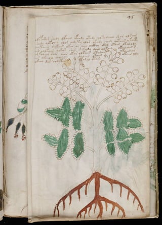 Manuscrito voynich