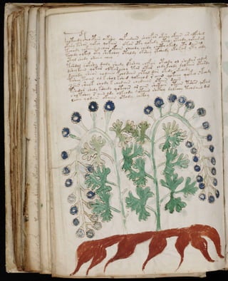 Manuscrito voynich