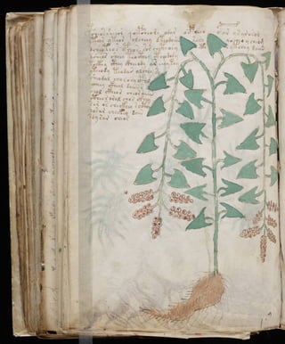 Manuscrito voynich