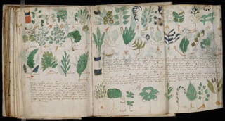 Manuscrito voynich